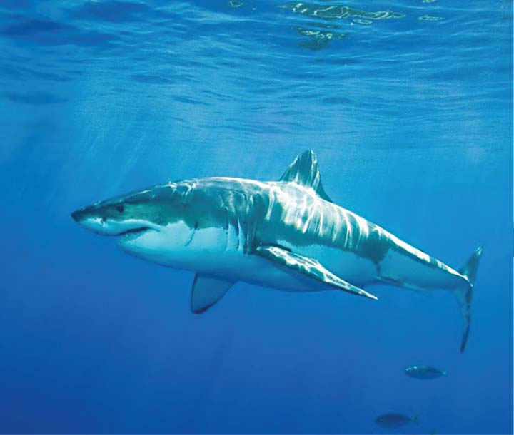Sharks: feared predator in need of protection