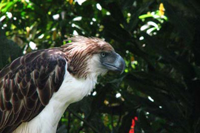Philippine Eagle pair to fly to Singapore for conservation