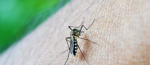 31 dead as dengue cases top 3,000 in Central Visayas