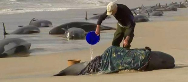 About 200 pilot whales perish on Tasmanian beach